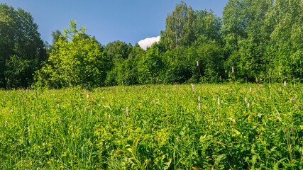 Fototapeta na wymiar Beautiful panoramic view of a flowering mowing meadow and forest.