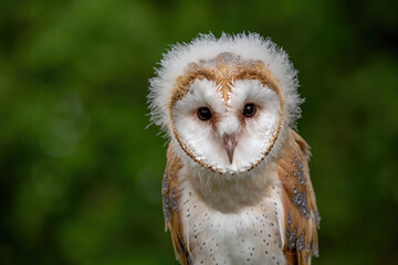 Juvenile Barn Ow (tyto alba) l looking at the camera with a heart shaped white face. 