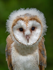 Juvenile Barn Ow (tyto alba) l looking at the camera with a heart shaped white face. 