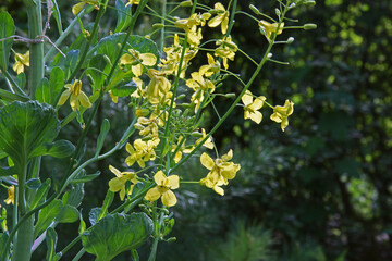 Blüten des Rosenkohl