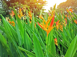 bird of paradise flowers tree field in green garden environment