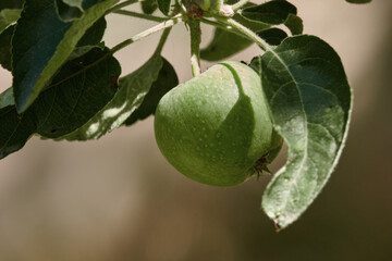  Green apple closeup,  organic food,  healthy fruit