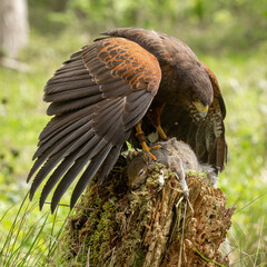 Adule Male Harris Hawk (Parabuteo unicinctus) over aprey ready to eat a rabbit