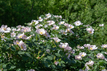 Beautiful flowers on the bushes of medicinal rose hips.