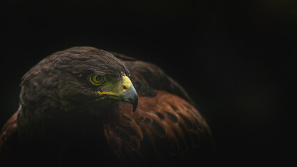 Adule Male Harris Hawk (Parabuteo unicinctus) close up showing beak and eye