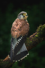 Adule male Kestrel Hawk (Falco tinnunculus) showing his read back and feathers