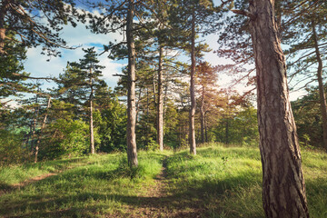 Forest in spring, natural background