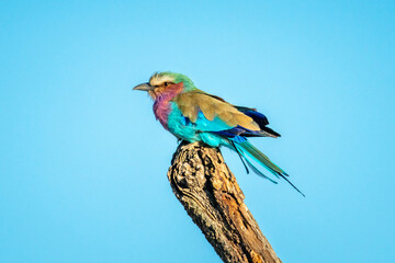 Lilac-breasted roller on stump under perfect sky