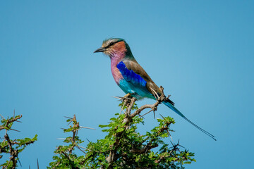 Lilac-breasted roller on sunny thornbush in profile