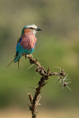 Lilac-breasted roller on thorny branch in sunshine