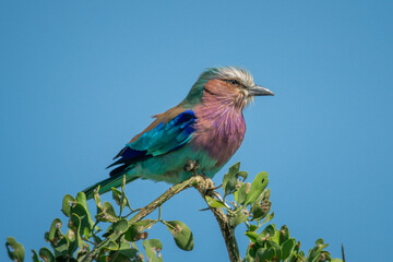 Lilac-breasted roller perched in bush with catchlight