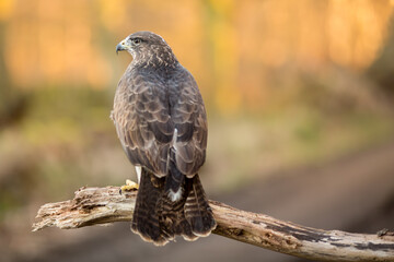 Male Buzzard bird of prey ( Buteo buteo)