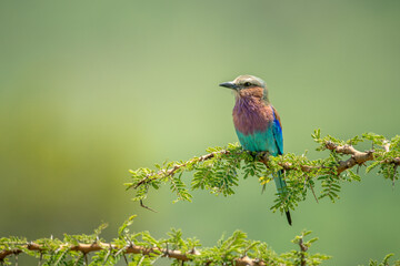 Fototapeta premium Lilac-breasted roller perches on thornbush in sunshine