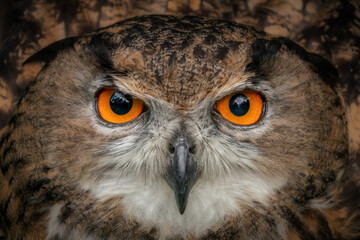 European Eagle Owl close up of bright yellow eyes. 