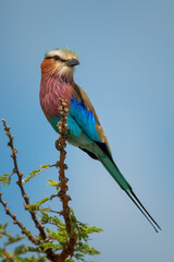Lilac-breasted roller turns head to watch camera