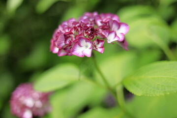 あじさい (紫一朶)