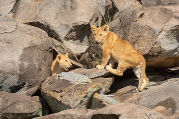 Lion club climbs sunny rock towards another