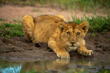 Lion cub lies by muddy water hole