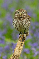 Little Owl (Athene noctua) stares at the camera with piercing eyes