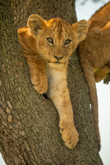 Lion cub lies in fork of tree