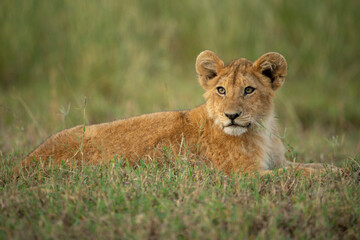 Lion cub lies on grass turning head
