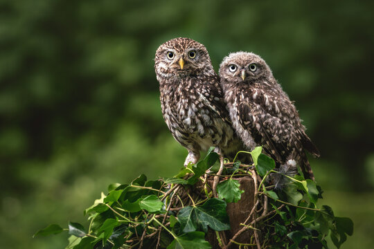 Adult and baby Little owls (Athene noctua) looking at the camera, parent and juvenile owls. 