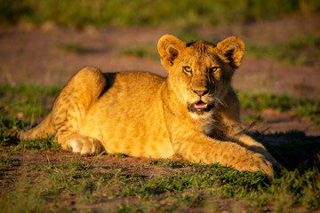 Lion cub lying on grass at dawn