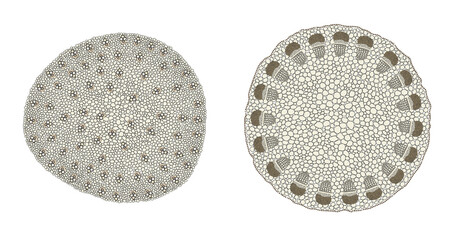 Plant Stem comparison on monocot (left) and dicot (right)