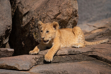 Naklejka na ściany i meble Lion cub lying on rock in sun