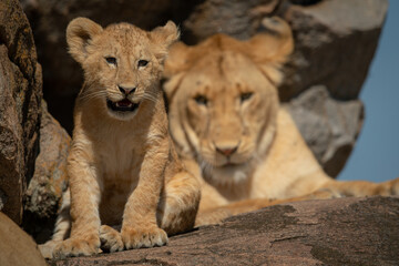 Lion cub sits on rock beside mother