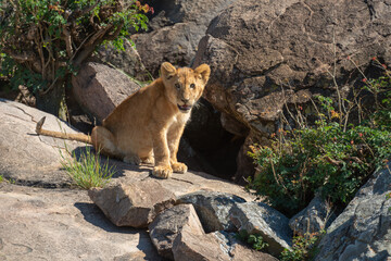 Naklejka na ściany i meble Lion cub sits on rocks in sun