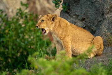Lion cub sits yawning on rock in bushes