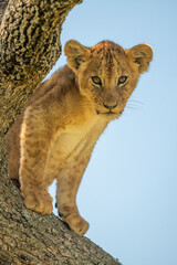 Lion cub sitting in tree looking down