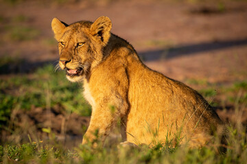 Lion cub sitting on grass at dawn