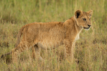 Lion cub stands in grass in profile