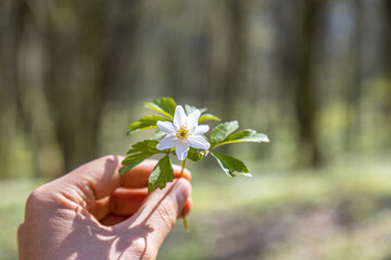 Fototapeta na wymiar White flower in the forest during early springtime. Closeup on a hand holding an Anemone flower in front of vivid lush foliage landscape.
