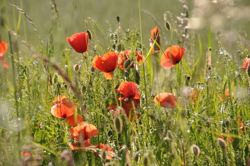 Klatschmohn auf einer Wiese