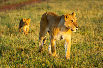 Lioness and cub cross savannah at dawn