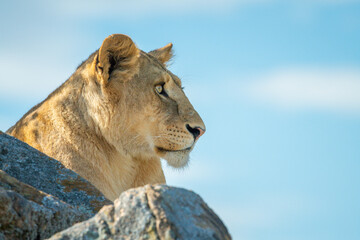 Lioness lies behind rocks under blue sky