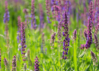 small blue delicate flowers in green foliage 5