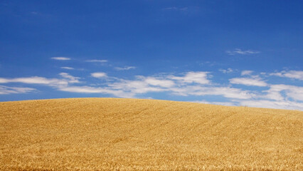 Fototapeta na wymiar wheat field and blue sky