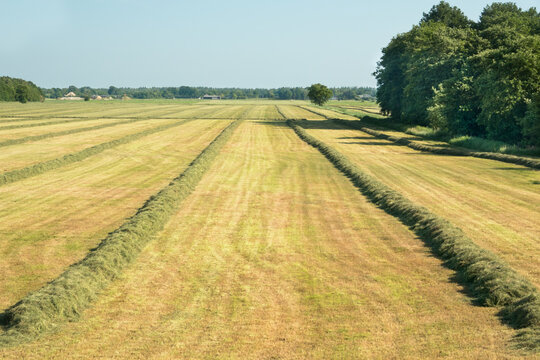 Grassland with raked mown grass for haymaking