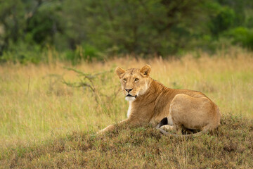 Lioness lies on low mound facing left