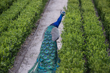 Obraz premium Pavo Real