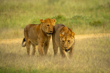 Fototapeta na wymiar Lioness nuzzles another walking through long grass