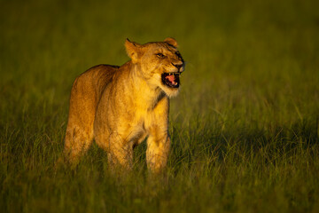 Lioness stands in long grass opening mouth