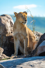 Lioness sits on rocky outcrop in sun