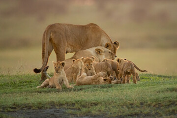 Lioness stands nuzzling another by several cubs