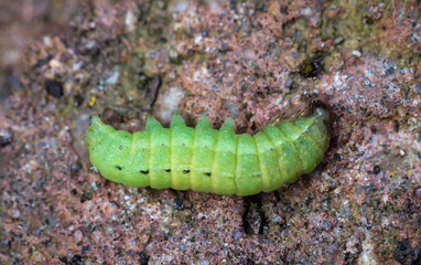 Obraz na płótnie Canvas Ein grüner Engeling, eine Larve von einem Käfer auf dem Boden