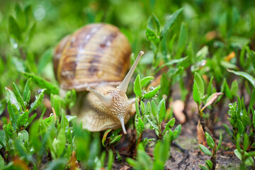 Snail crawling on grass after rain	